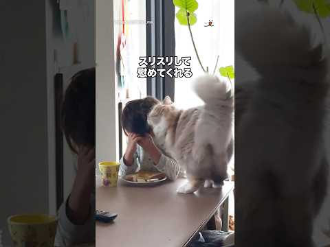 男の子が泣いてると…｜PECO