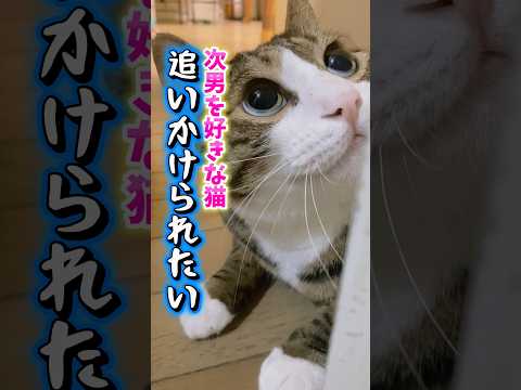 控えめ過ぎる猫cats memories 球太 サムネイル