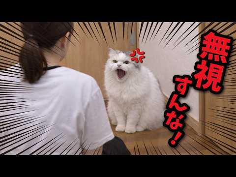 【ブチ切れ】無視し続ける飼い主にイライラが限界に達した猫がこちら サムネイル
