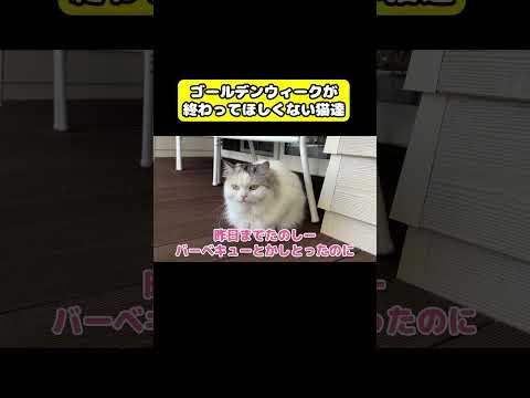 ゴールデンウィークが終わってほしくない猫達　猫 おもしろ アテレコ ニャンチューバーつくし サムネイル