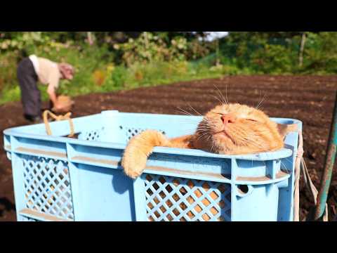 もふ麦とにんにく植え　261005