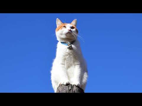 てっぺんのちろ　260307 サムネイル