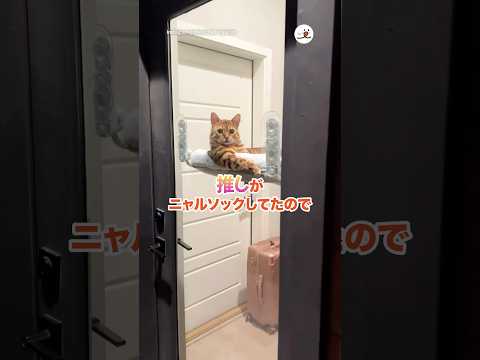 推しがニャルソックしてた｜PECO サムネイル