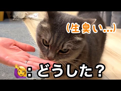 お利口に待つと約束した猫たち、飼い主の手の臭さに気づいて… サムネイル