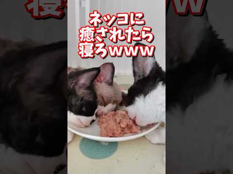 ネッコの動画で癒されたら寝ろｗｗｗ　2ch  動物  猫 癒やし ねこ動画 サムネイル