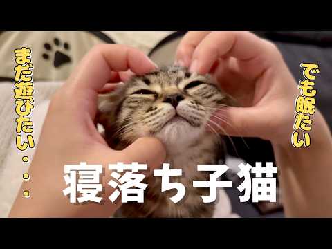 夜中に”まだ寝たくない”と可愛く鳴く子猫が天使すぎた... cat 猫