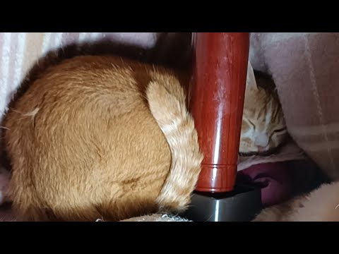 ぼーちゃん がライブ配信中！　260327 サムネイル