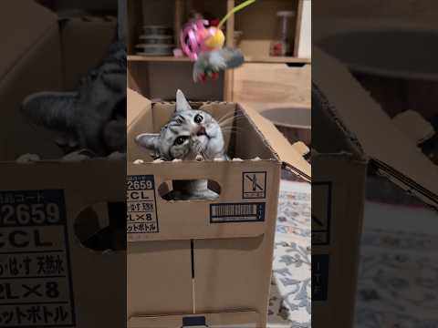 アメショーのラッテ アメショ アメリカンショートヘア 猫と暮らす家猫との暮らし猫 サムネイル