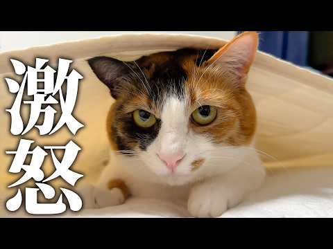【激怒】ついにベルちゃんが暴れて手がつけられなくなりました…