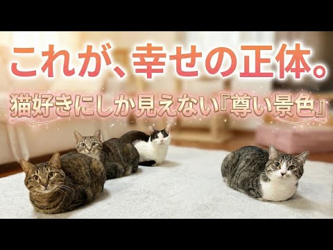 【猫好きにしかわからない猫の魅力】猫の雑学 サムネイル