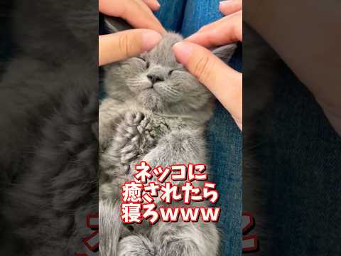 ネッコの動画で癒されたら寝ろｗｗｗ　2ch  動物  猫 癒やし ねこ動画