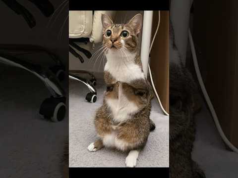 meow meow punch