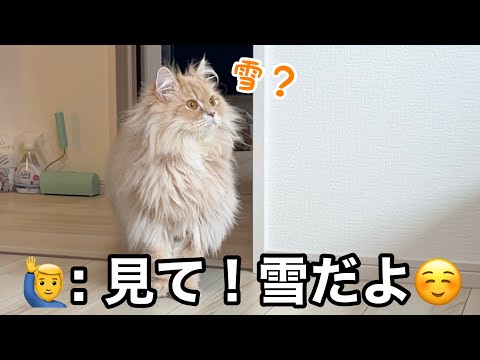 今年初の雪景色を見た猫たちの反応が可愛すぎました サムネイル