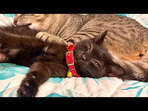 気づいたら遊びすぎた子猫が疲れ果ててこうなってました