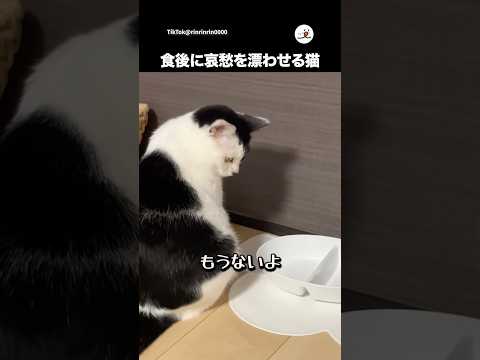 もう食べたじゃん！！笑｜PECO サムネイル