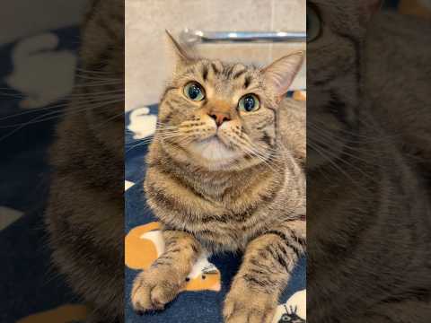 お風呂に大集合する猫たちと、大喜びする人間たちwww cat 猫 サムネイル