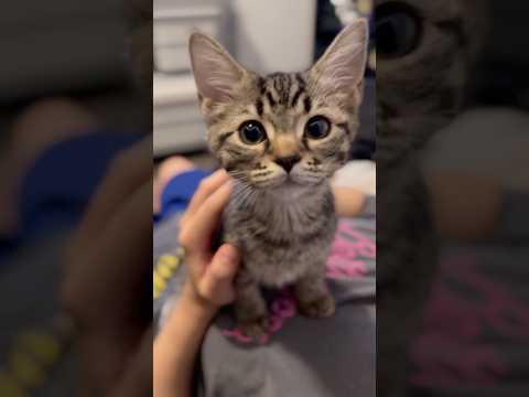 【子猫】スコティッシュの赤ちゃんをお迎えした結果... cat 猫