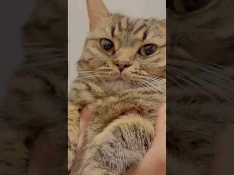 もふもふプリンセス(猫)が可愛すぎて...!! cat 猫