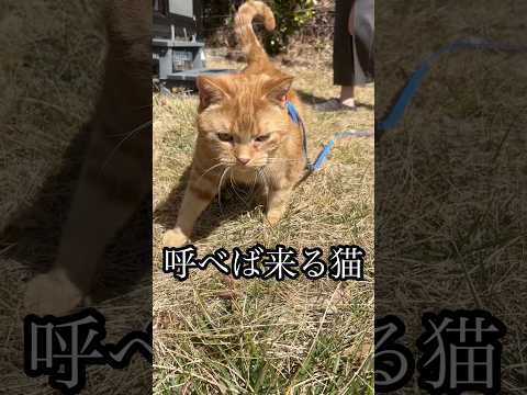 呼べば来る猫 散歩 アメショ cat れん サムネイル