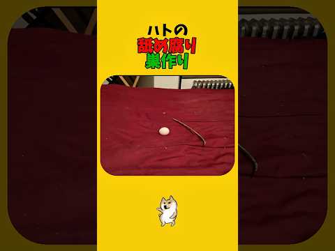 巣作りの違いがよくわかる動画です サムネイル