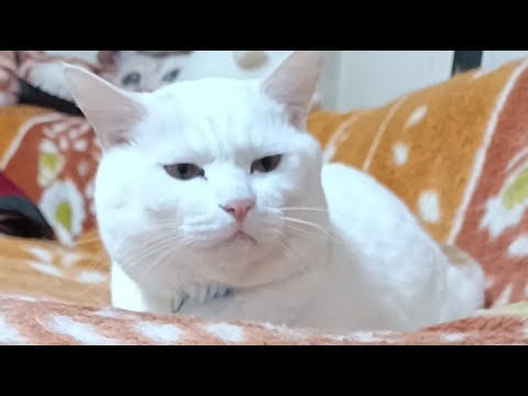 しらたま がライブ配信中！　2026年3月6日 サムネイル