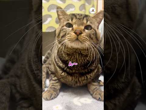はっちゃんお仕事大変かい？｜PECO サムネイル