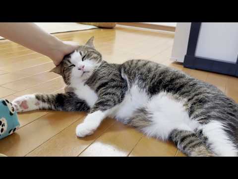 寂しくて一人でニャーニャー鳴きじゃくる猫 サムネイル