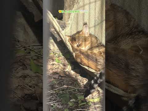 【東山動植物園公式】カイリヤスヤスヤ《 ジャングルキャット 》 サムネイル