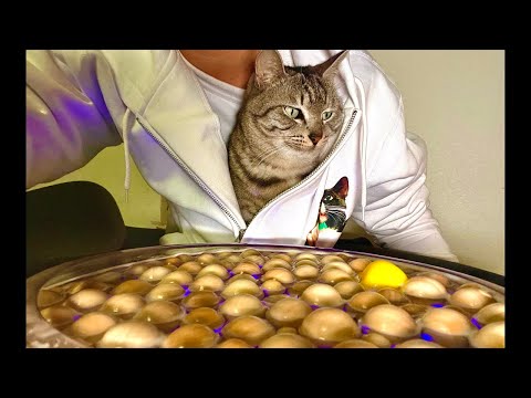 99%が5分で眠くなる｜猫×水の音ASMR Deep Relax ASMR｜Cat Purring & Wooden…