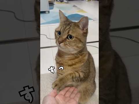 変なところ見てるからお手を空振りすんねん　猫　ネコ サムネイル