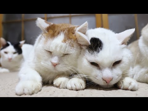 こたつの猫たち がライブ配信中！2026年2月17日 サムネイル