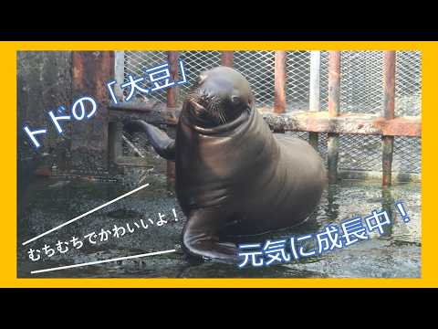器用に体を掻くトドの「大豆」