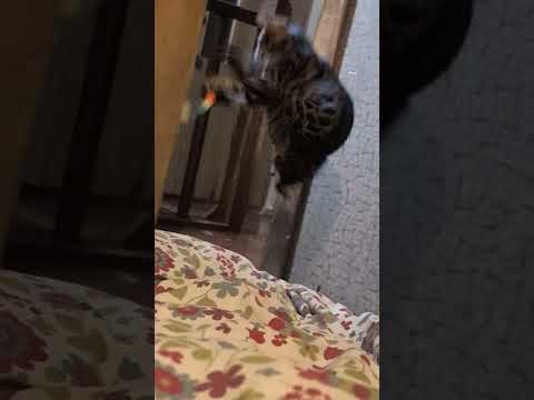 ベンガル猫shorts funny cat猫ミャク子 サムネイル