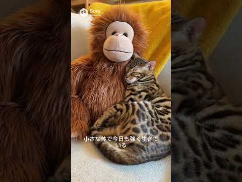 ベンガル猫シャム猫shorts funny cat猫ミャク子ガッツ サムネイル