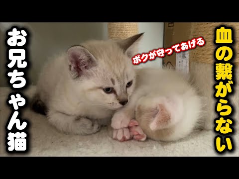 血の繋がらない小さな弟に寄り添うお兄ちゃん猫 サムネイル