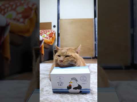 八戸ウミネコたまご　251223　のせ猫　 cat cute ねこ　 ネコ　 猫のいる暮らし　 猫のいる生活　 cut… サムネイル
