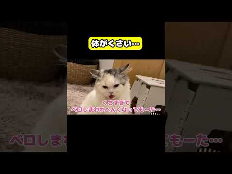 体がくさい… 猫 おもしろ アテレコ ニャンチューバーつくし サムネイル
