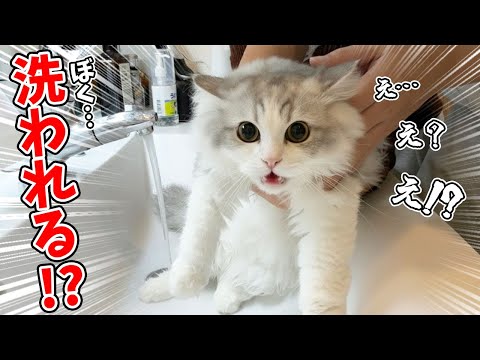 生まれて初めてお風呂に入れられた子猫の反応が可愛すぎる！ サムネイル