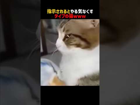 猫の善意を利用してはいけない理由 サムネイル