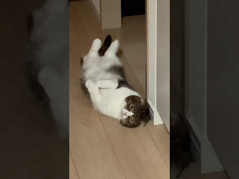 オス猫のウィンクがセクシーすぎる…💕cat ぽこ太郎 猫のいる暮らし 猫 ねこ サムネイル