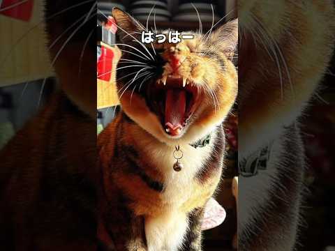 「飾りじゃないのよ前歯は」猫あるある|フルはApple Musicほか音楽アプリへ