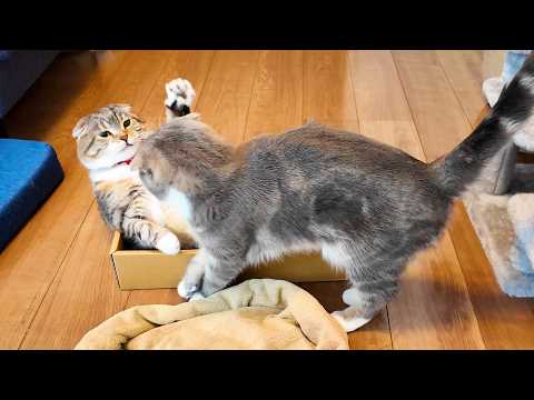 使わない布でイケてる猫ベッドが簡単に作れるらしい！ サムネイル