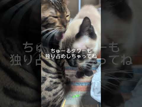 シャム猫ベンガル猫shorts funny cat猫ミャク子ガッツくん