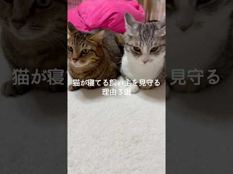 猫が寝てる飼い主を見守る理由3選 猫 ねこ 猫好きさんと繋がりたい 猫動画 ねこのいる生活 保護猫 雑学 豆知識 VO… サムネイル