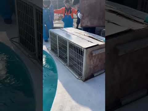「カツオ」凍るど!プールへ サムネイル