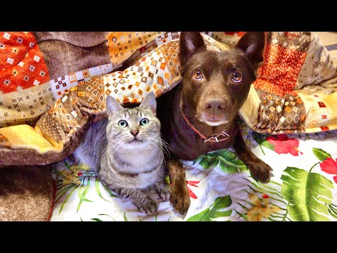 話題の雪嵐！猫とワンコの冬の日常をチェック サムネイル