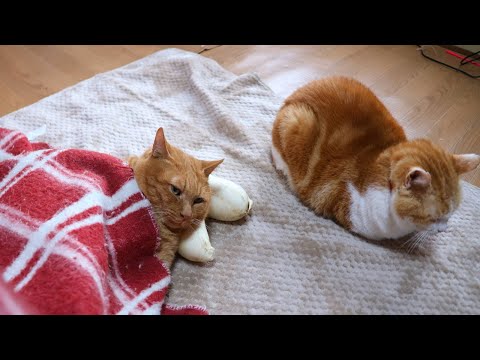 こたつで大根足　枕猫　260114 サムネイル