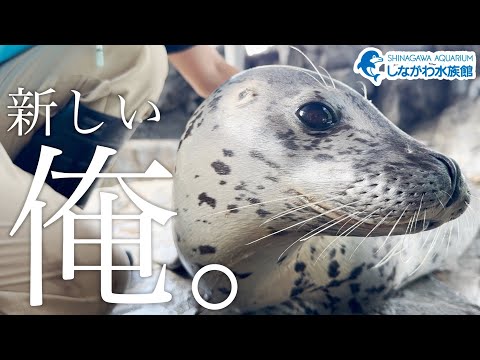 しぶきの新生活＠しながわ水族館【ゴマフアザラシ】 サムネイル