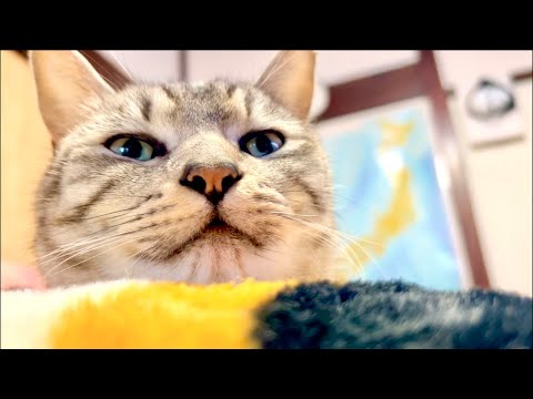 【朝用】99%が5分で目覚める　猫×水の音ASMR Deep Relax ASMR｜Cat Purring & Woo… サムネイル