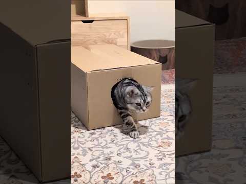 アメショーのラッテ アメショ アメリカンショートヘア 猫と暮らす家猫との暮らし猫 サムネイル